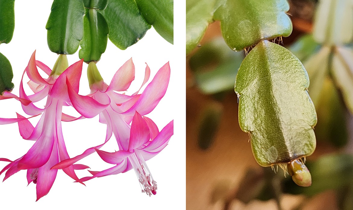 The blossoms of a true Christmas cactus hang downward from the plant, and the clades are scalloped or Christmas tree-shaped, without sharp points.