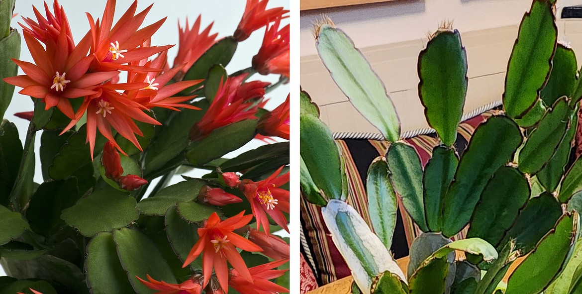 Easter cacti have distinct star-shaped flowers that close at night; their clades are smooth with small bristles at the tips.