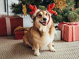 Keeping pets safe, happy and included during the holidays