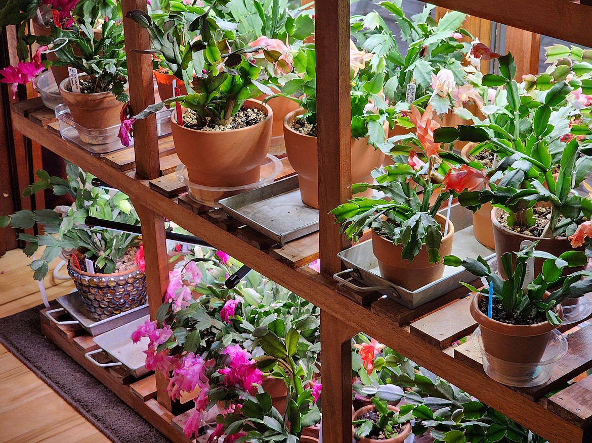 Fellow Idaho Master Gardener Brenda Hochhalter is the Queen of Holiday Cacti. This is just one area of her vast collection.