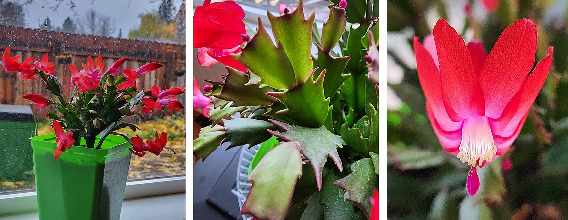 The Thanksgiving cactus grows upright and arches. The clades have sharp points like crab claws, and the pollen is often yellow.