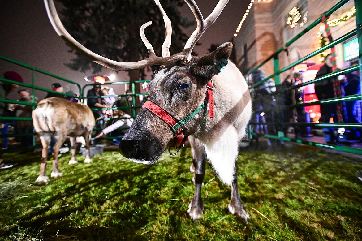 One of two reindeer outside Johnson - Gloschat Funeral Home and Crematory at the Downtown Holiday Stroll & Tree Lighting Ceremony on Friday, Dec. 6. (Casey Kreider/Daily Inter Lake)