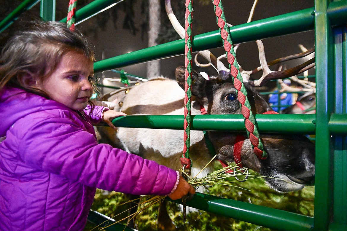 A young girl tries to feed one of the reindeer outside Johnson-Gloschat Funeral Home and Crematory at the Downtown Holiday Stroll & Tree Lighting Ceremony on Friday, Dec. 6. (Casey Kreider/Daily Inter Lake)