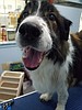 Collie mix looking for home to spend his golden years