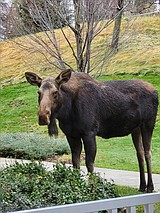 Moose dead after collision with vehicle in Coeur d'Alene