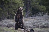 New approach to Rocky Mountain grizzlies sought ahead of the second Trump presidency
