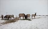 Winter feeding for deer and elk is reserved for emergencies, and F&G is watching for them
