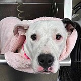 Fruit Loop looking for a fun home