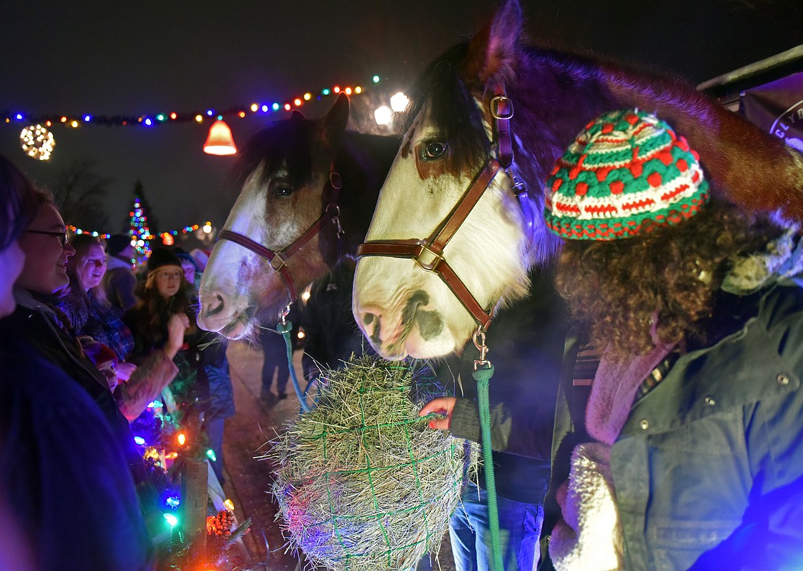 Clydesdales are Christmas stars during the stroll. (Kelsey Evans/Whitefish Pilot)