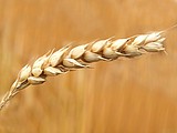 Washington wheat harvest: a promising year for farmers