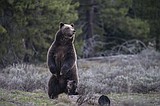 Grizzly Bear 399 lived to old age because we made room for her. She died because we’re in her wilds
