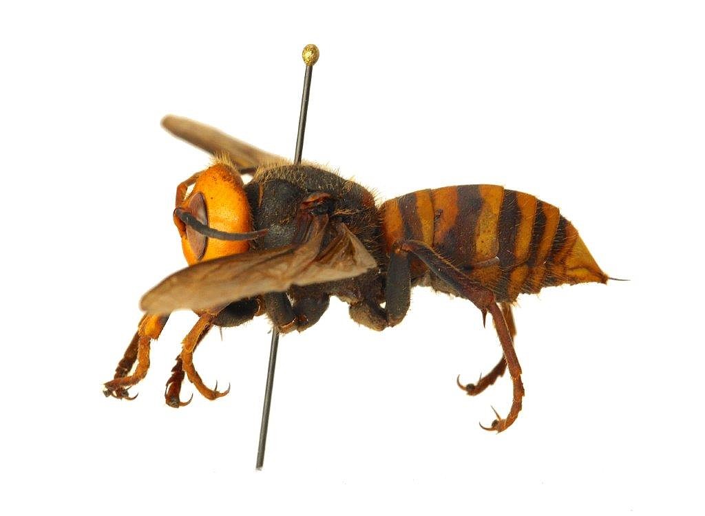 The Asian giant hornet, after five years of attacking Washington ecosystems, has been declared eradicated from the state, according to the Washington Department of Agriculture. The hornet managed to set-up around five nests, located around Whatcom County; however, with the help of state officials, landowners and citizen scientists, the hornet is no longer in Washington.