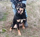 A shining Ruby — looking for her fur-ever home