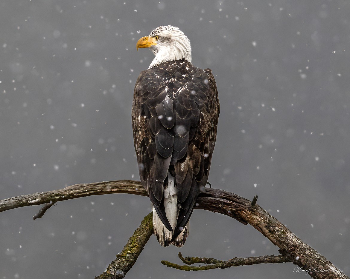 A bald eagle surveys its surroundings as it snows at Higgens Point on Monday.