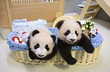 Pandas An An and Ke Ke celebrate their 1st Christmas in Hong Kong