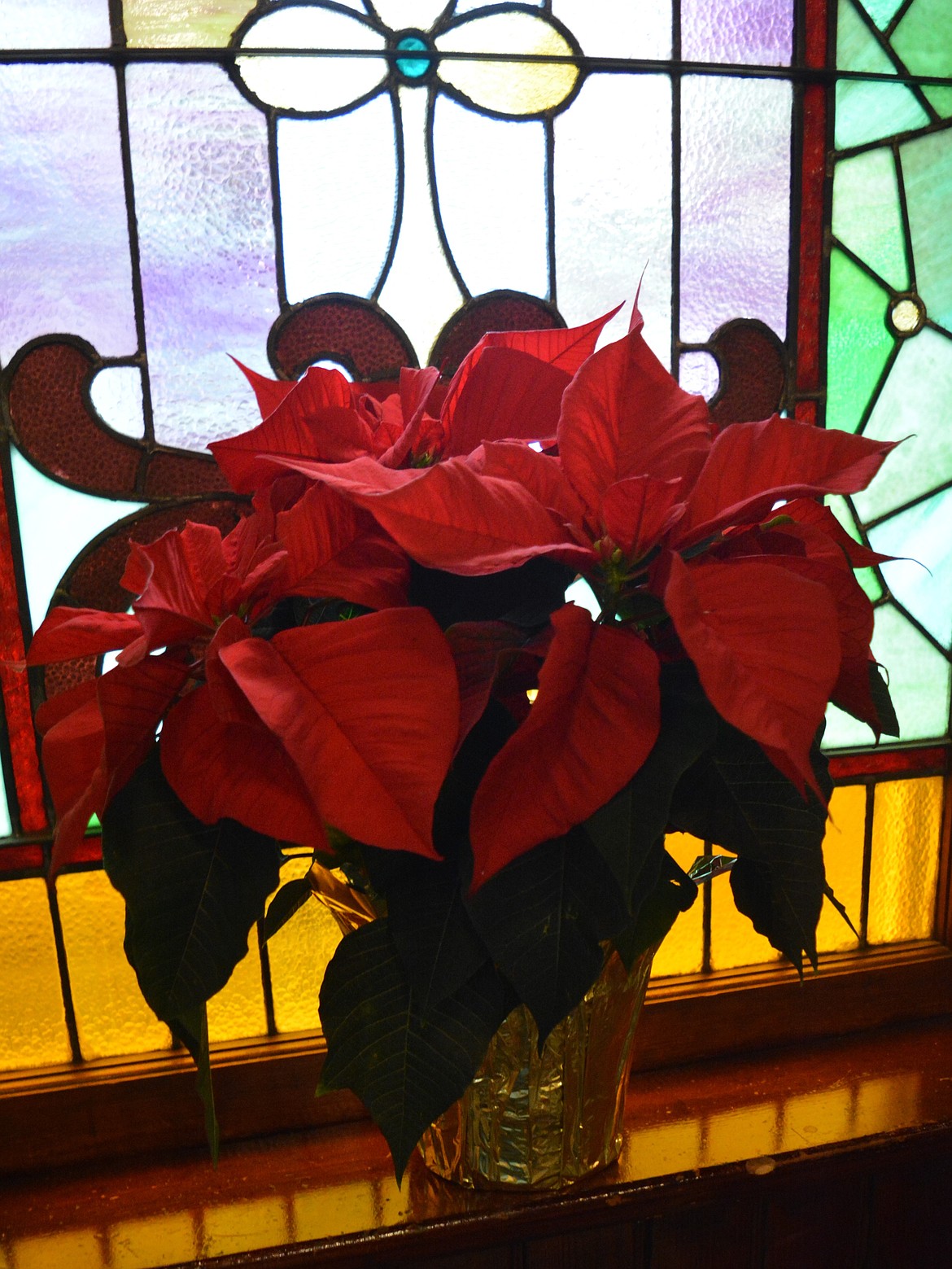 A poinsettia rest by a stained-glass window at St. Luke's Episcopal Church in Coeur d'Alene.