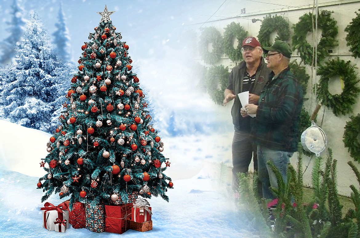 Gary Chastagner (center) speaks with a grower and wreath evaluator. Decorative greenery is a multimillion-dollar industry in the Pacific Northwest. Chastagner’s lab harvested boughs and made wreaths from trees at various elevations in a research trial.