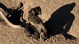 ‘Reprehensible’: Idaho hunter killed weeks-old wolf pups and reaped rewards, records show