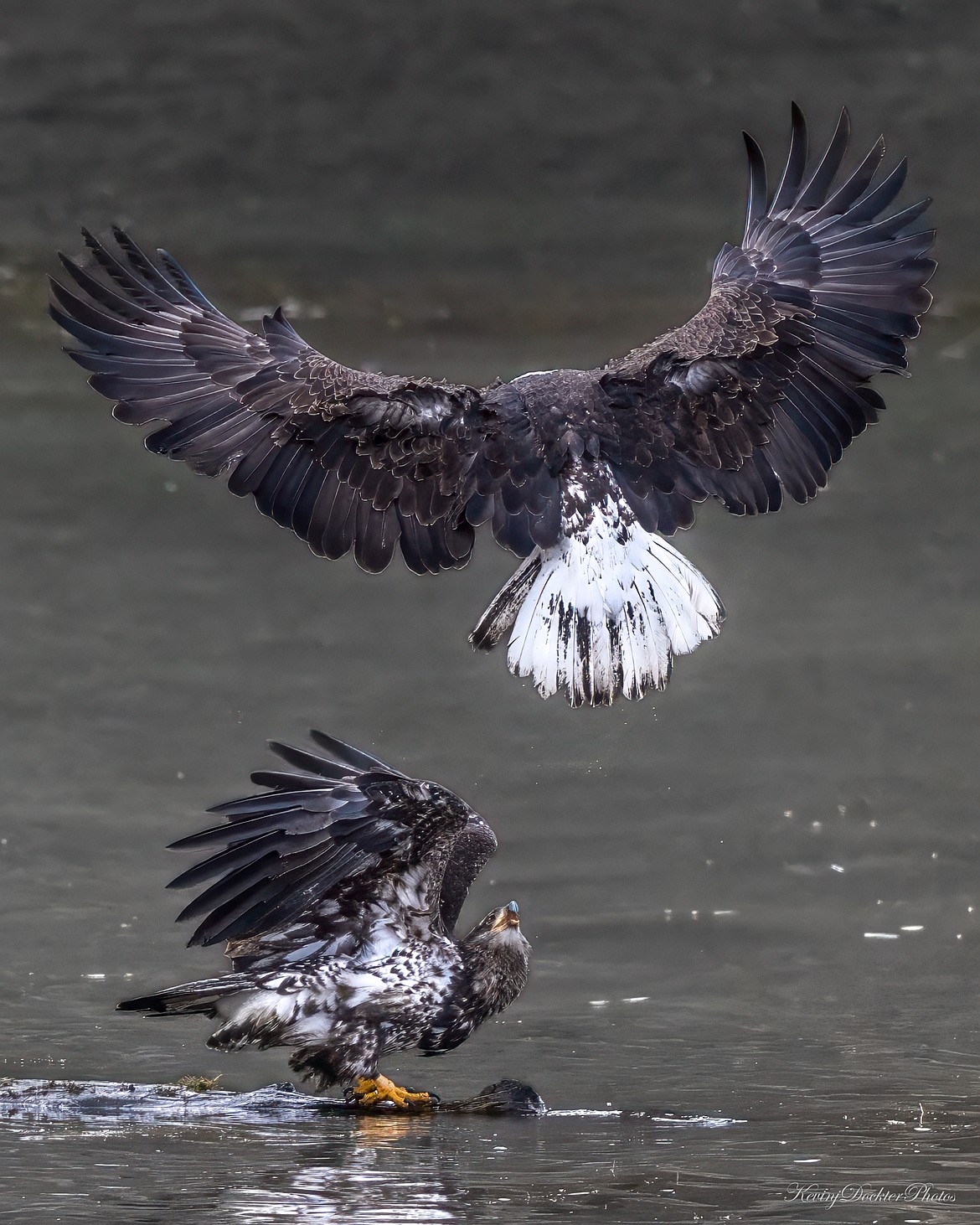 A mature bald eagle and an adolescent on Lake Coeur d'Alene.