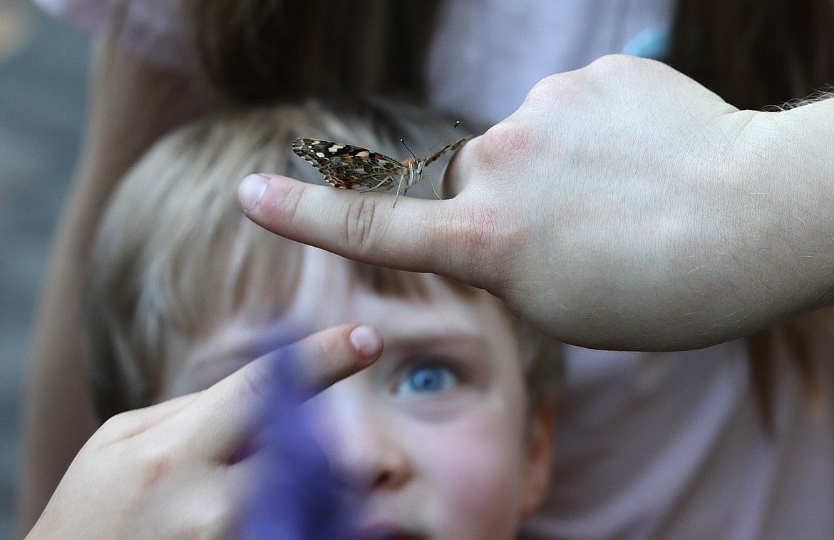 A boy looks at a butterfly before it flys away during the Third annual Community Butterfly Release at Share Hope Memorial Garden.