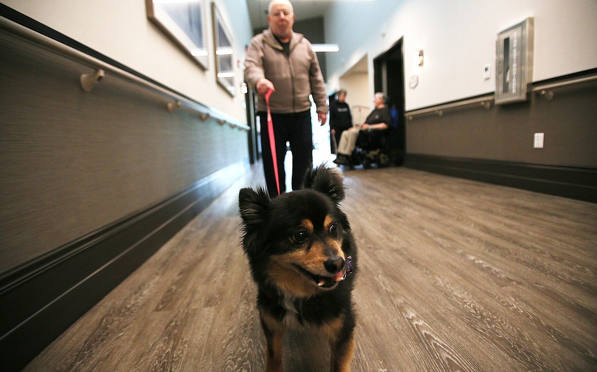 Army veteran Dick Johnson, who served in the 82nd Airborne Division, goes for a walk in late May with therapy dog Flash at the Idaho State Veterans Home in Post Falls.