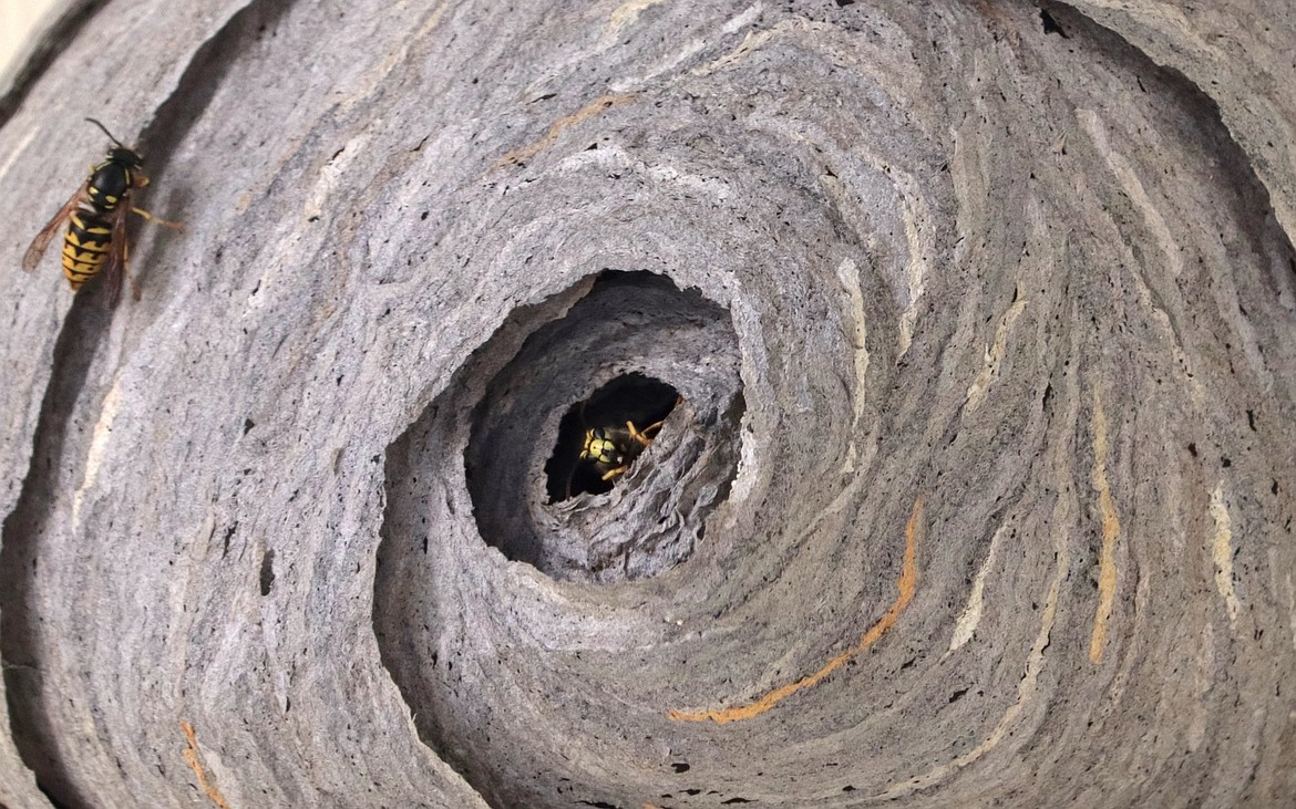 A hornet emerges from a nest in Coeur d'Alene this summer.