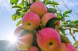Sunflare chosen as name for WSU’s next apple