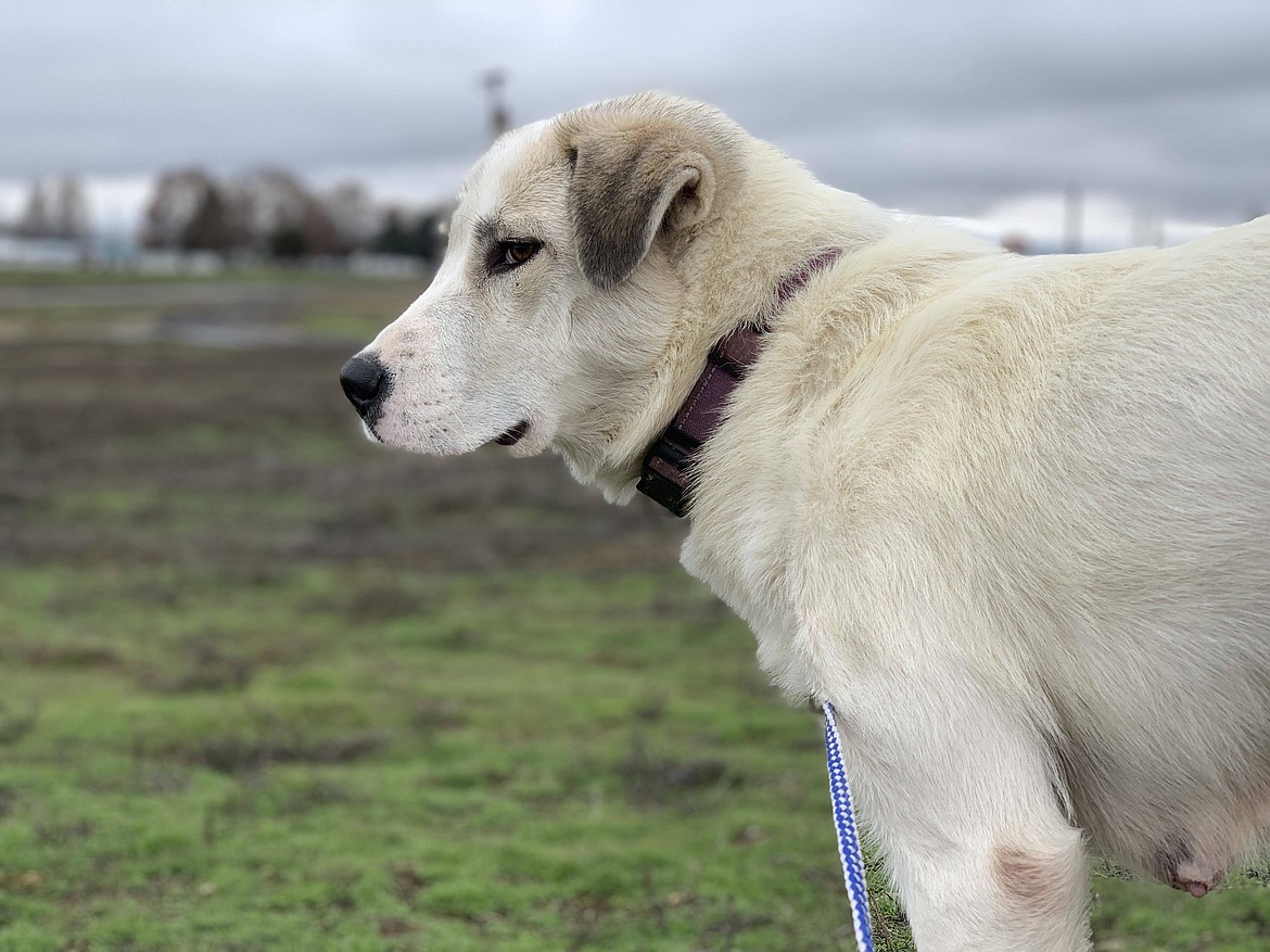 Torngat, an Anatolian shepherd, is looking for a new home for the new year. She is a mom and a loveable snuggler and is looking for someone to take her on walks after cuddling all day. According to ACPR she gets so excited to see people she will collapse on the floor, legs high in the air, waiting for a belly rub. She is one of many animals currently in the care of Adams County Pet Rescue. To apply to bring Torngat home, visit AdamsCountyPetRescue.com