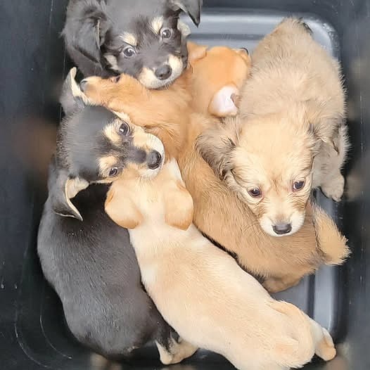 Adams County Pet Rescue helped in excess of 40 litters of puppies in 2024. These pups were found Tuesday and brought in by a pair of people who found them alongside the road. The rescue is a strong advocate for neutering and spaying to ensure unwanted litter doesn’t happen. ACPR Manager Anita Plancarte said the rescue has been working with local schools to educate the youth on the importance of fixing and vaccinating pets.