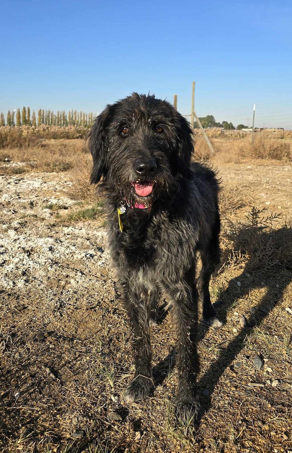 Mulberry, a German wirehaired pointer mix, is a Ridge dog in training looking for her forever home. The Ridge dogs go through training to learn basic commands and walk on a leash and come house-trained. Mulberry is $375 and her application can be found at AdamsCountyPetRescue.com.