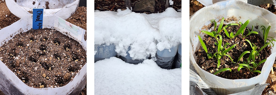 Winter sowing also capitalizes on winter’s cold, wet conditions for stratification. Seeds are planted in plastic milk jugs or other containers and placed outside.