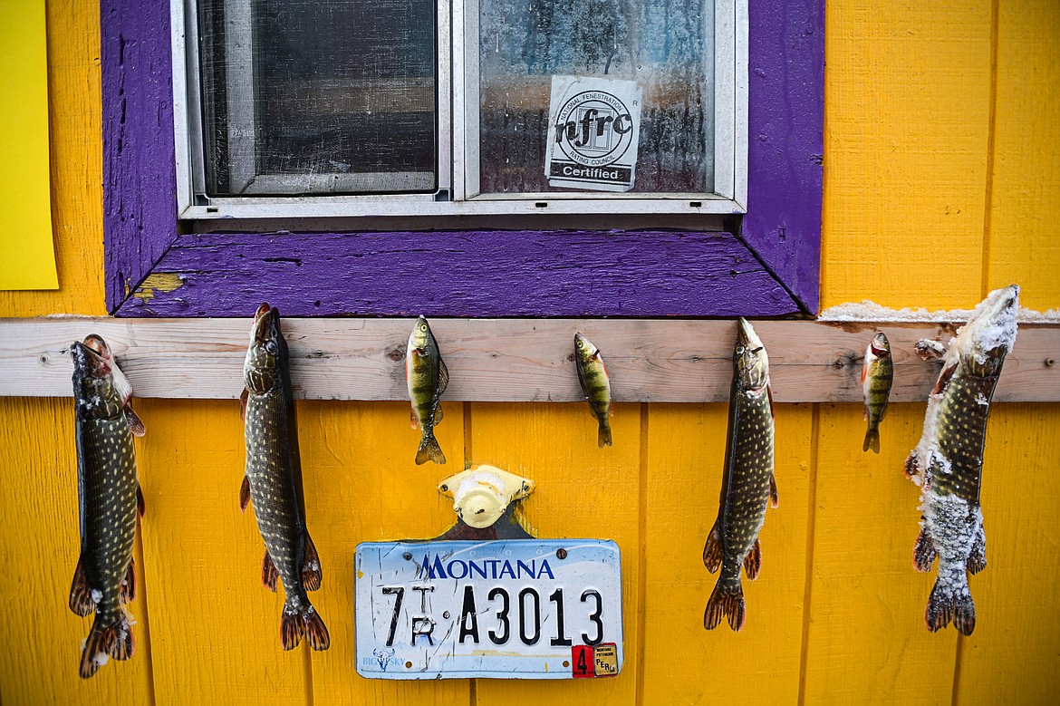 Northern pike and perch caught at the 53rd annual Sunriser Lions Ice Fishing Derby on Smith Lake in Kila on Saturday, Jan. 4. (Casey Kreider/Daily Inter Lake)