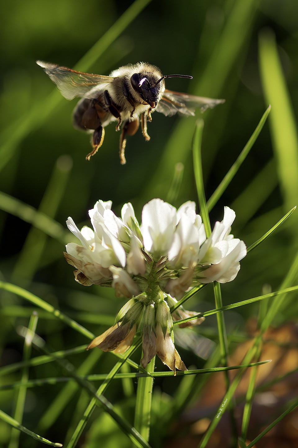 Walter Klockers plans to spend much of his retirement indulging his passion for macrophotography, taking photos like this difficult-to-capture shot of a bumblebee in flight.