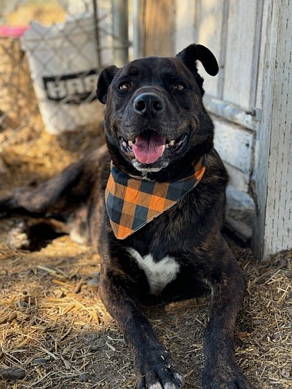 Zeus is available for adoption at Grant County Animal Outreach. The sweet boy is a long-term resident at the shelter. “He's so gentle,” GCAO’s assistant manager Serena Jewel said. “He'll just sit waiting for pets. He has manners. He'll shake with both paws. (He) knows how to sit. He's a good dog.”