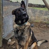 Gee! Gimbel desires a good home