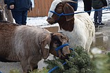 Goats receive baa-lated Christmas treat