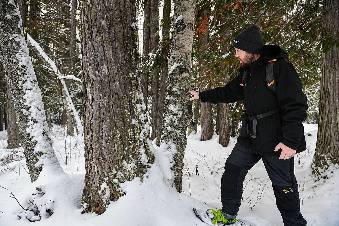 Jeremiah Gordon with the Glacier Institute points to a tree trunk covered in foliose lichens during a Lichen in the Winter World walk around Apgar in Glacier National Park on Saturday, Jan. 11. (Casey Kreider/Daily Inter Lake)