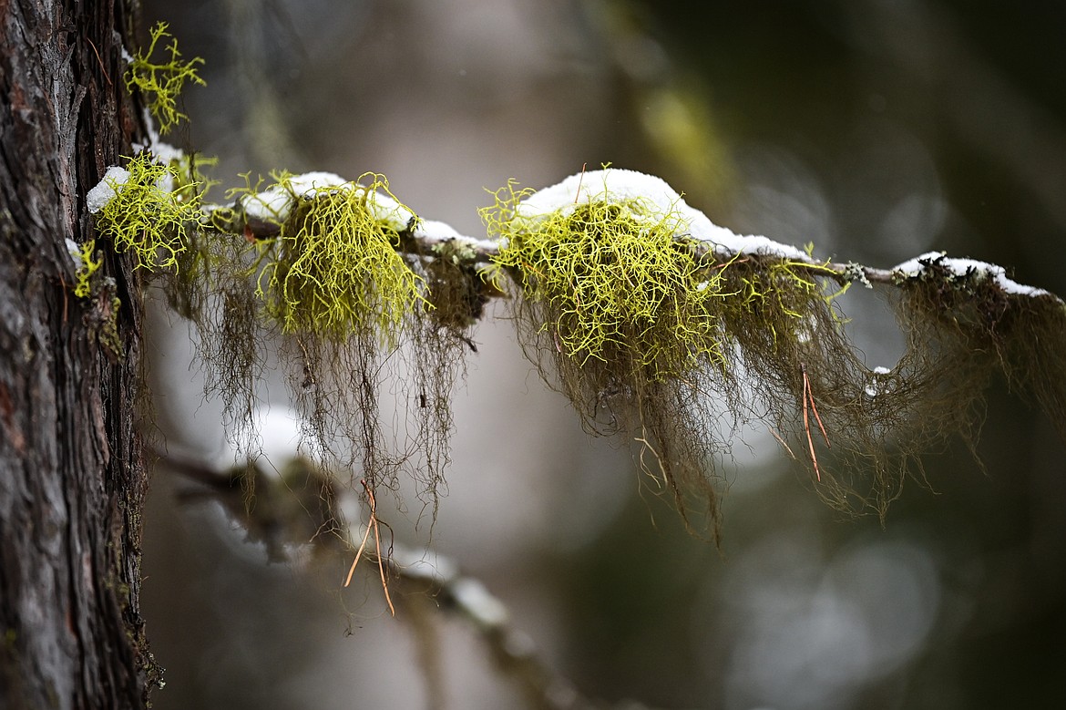 Wolf lichen and horsehair lichen on a tree branch during a Lichen in the Winter World walk with the Glacier Institute around Apgar in Glacier National Park on Saturday, Jan. 11. (Casey Kreider/Daily Inter Lake)