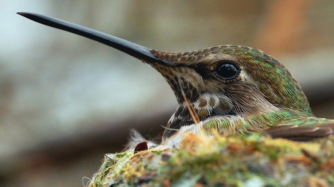 A still from the movie, "The Bird in My Backyard," one of the films being shown as part of this weekend's Banff Centre Mountain Film Festival World Tour.