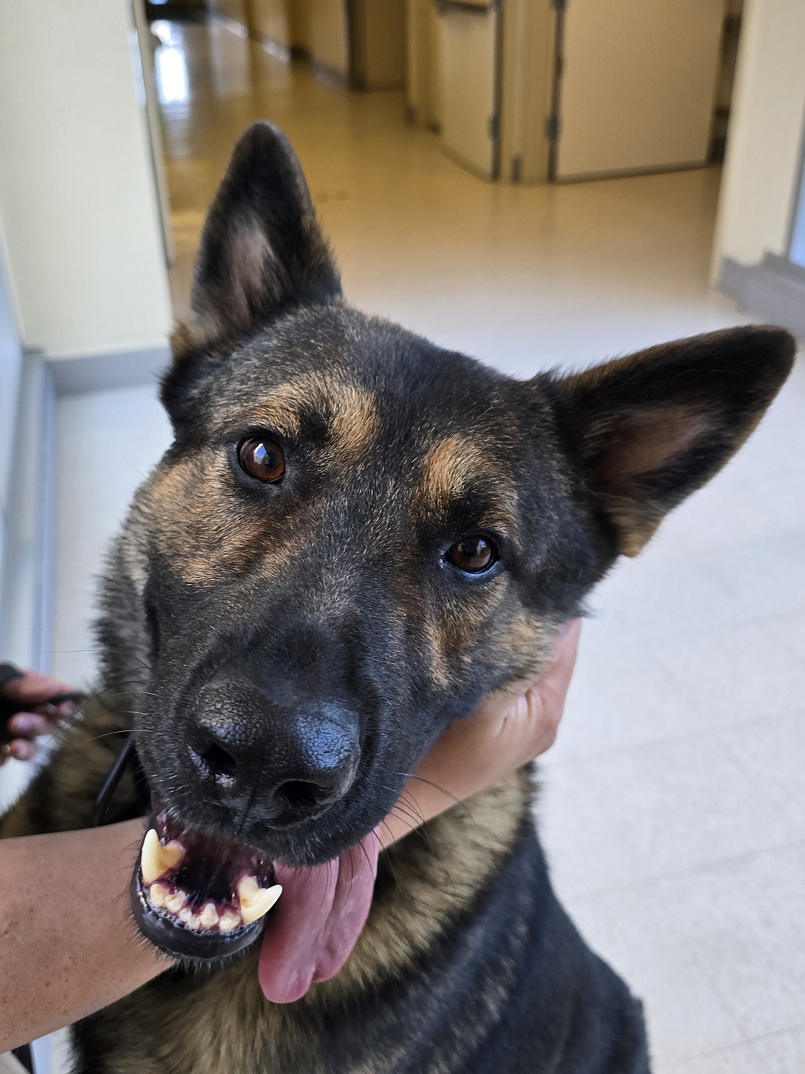 Atlas, a three-year-old German Shepherd, and his handler Justin Bennett have joined the staff at Confluence in Wenatchee to keep patients, staff and visitors safe.