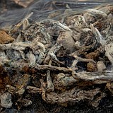 From ‘Just Say No’ to ‘Maybe So’? Olympia reconsiders legalizing psychedelics