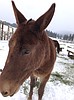 Wrangler ponders the Fork in the Road