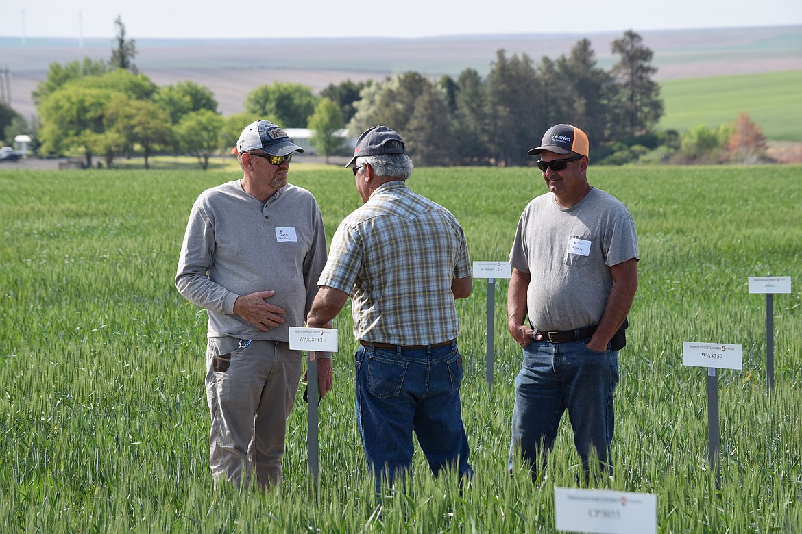 Three attendees discuss wheat farming as they stand in the middle of spring wheat test plots on Field Day at Washington State University’s Dryland Research Station in Lind. The event was attended by around 250 farmers and scientists from across Eastern Washington. (