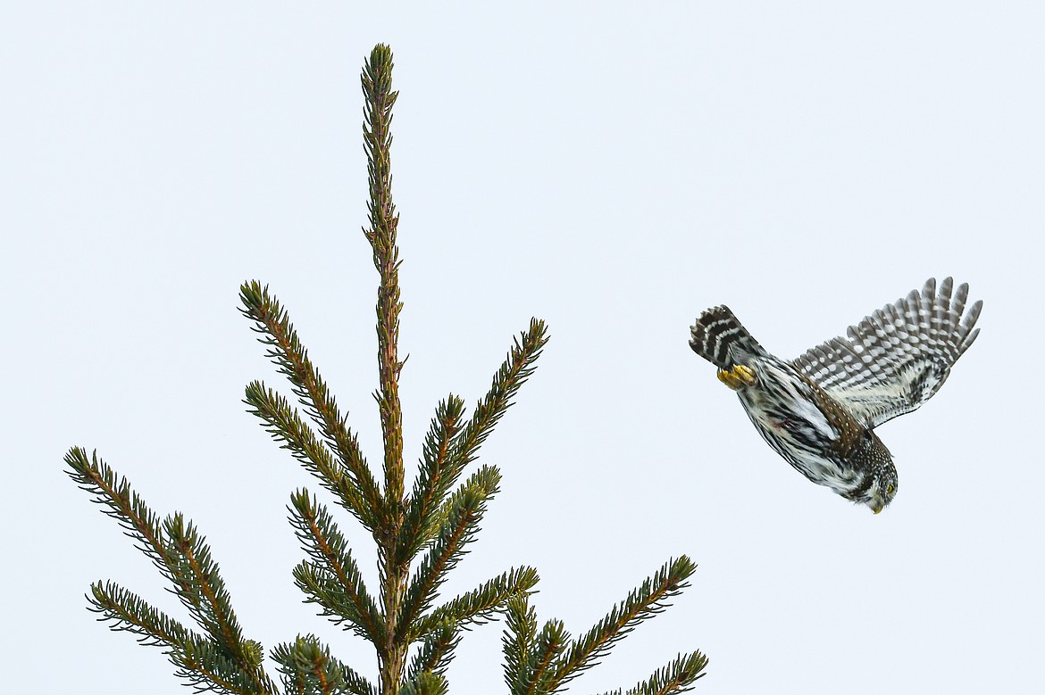 A northern pygmy-owl takes flight along a wooded property near Columbia Falls on Saturday, Jan. 18. (Casey Kreider/Daily Inter Lake)