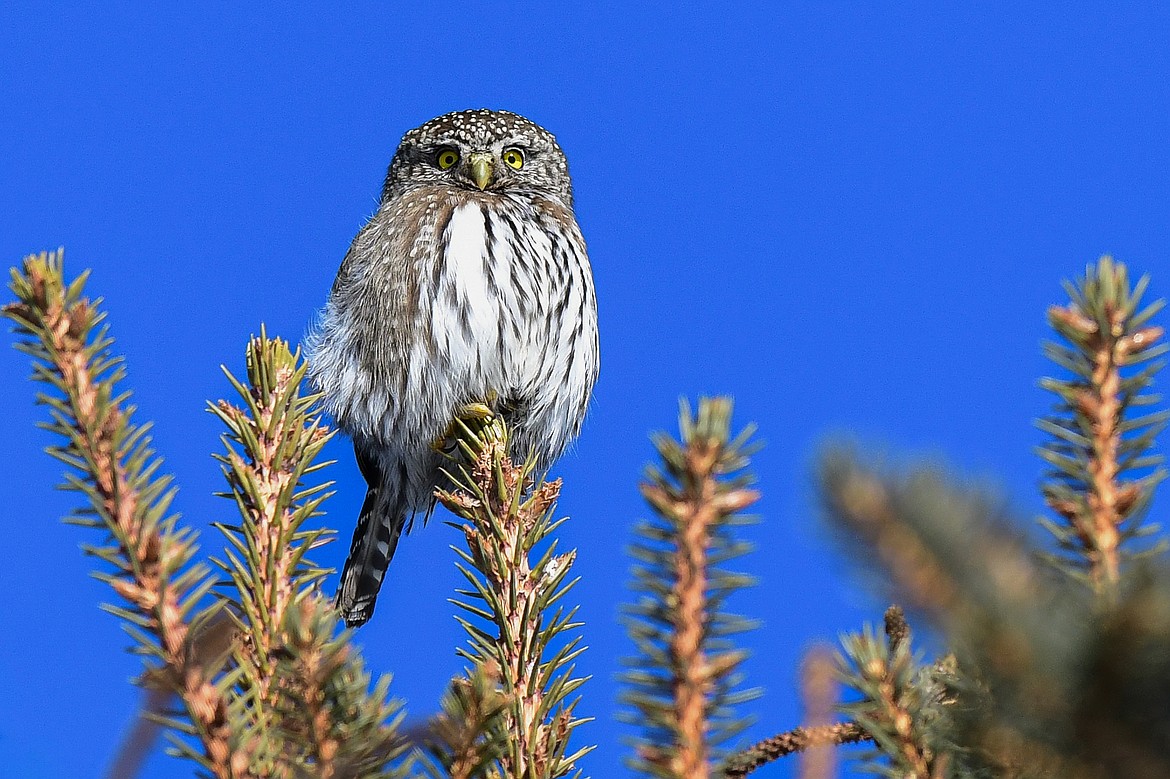 My second northern pygmy-owl sighting, along Highway 93 North near Olney on Wednesday, Jan. 22. (Casey Kreider/Daily Inter Lake)