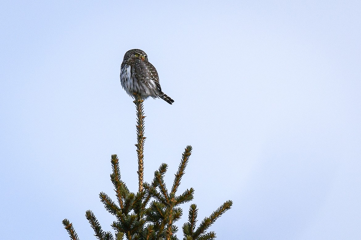 A third northern pygmy-owl sighting along Blackmer Lane near Columbia Falls on Tuesday, Jan. 28. (Casey Kreider/Daily Inter Lake)