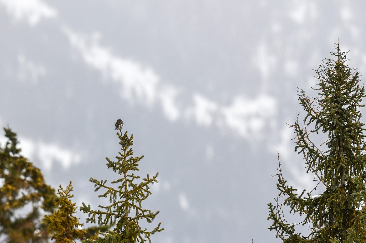 My first northern pygmy-owl sighting, on the border of a wooded property near Columbia Falls on Saturday, Jan. 18. (Casey Kreider/Daily Inter Lake)