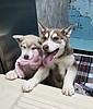 Double trouble: Husky pups for adoption