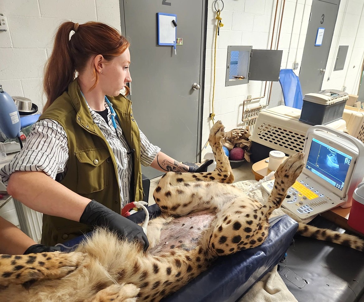 Operating on a Cheetah with a flipped stomach has been one of the most exciting moments as a Vet so far for Stager-Staats. (Photo courtesy/Kenzie Stager-Staats)