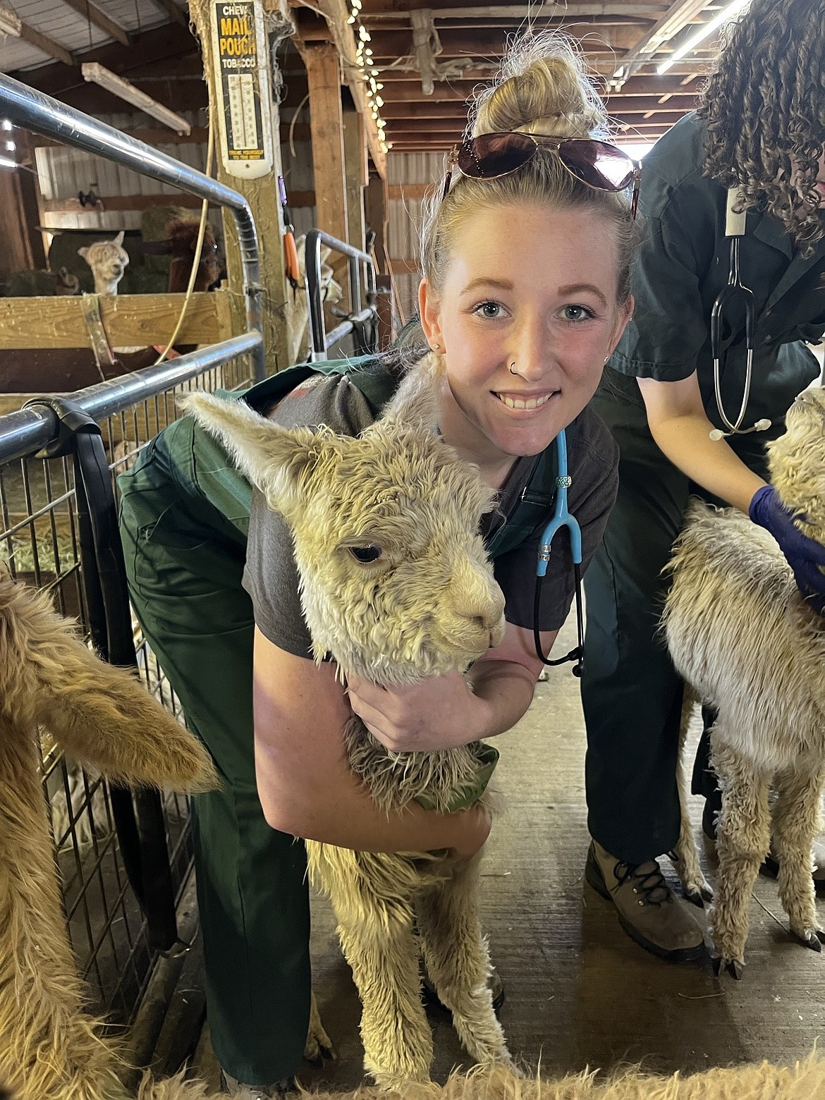 A perk of working with animals is always the snuggles, whether it's puppies or alpacas. (Photo courtesy/Kenzie Stager-Staats)